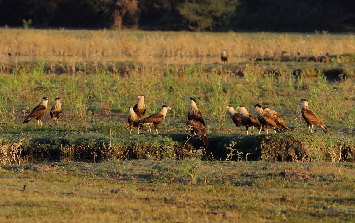 Crested Caracara - José Hugo Martínez Guerrero