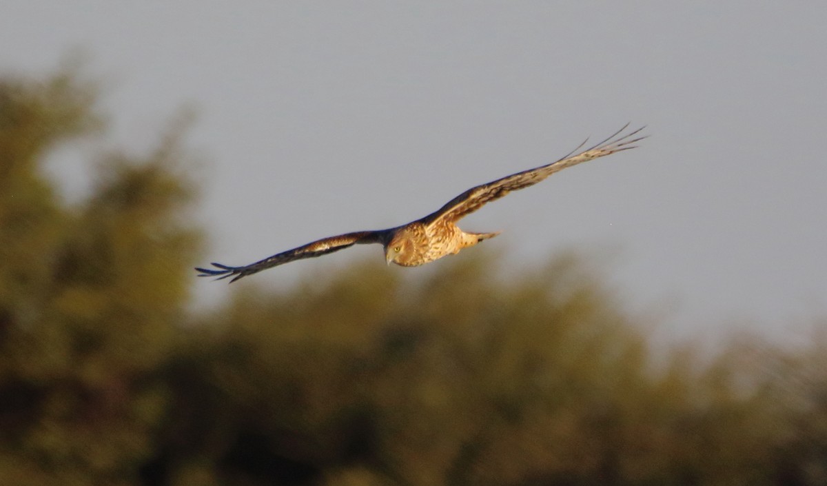 Northern Harrier - José Hugo Martínez Guerrero