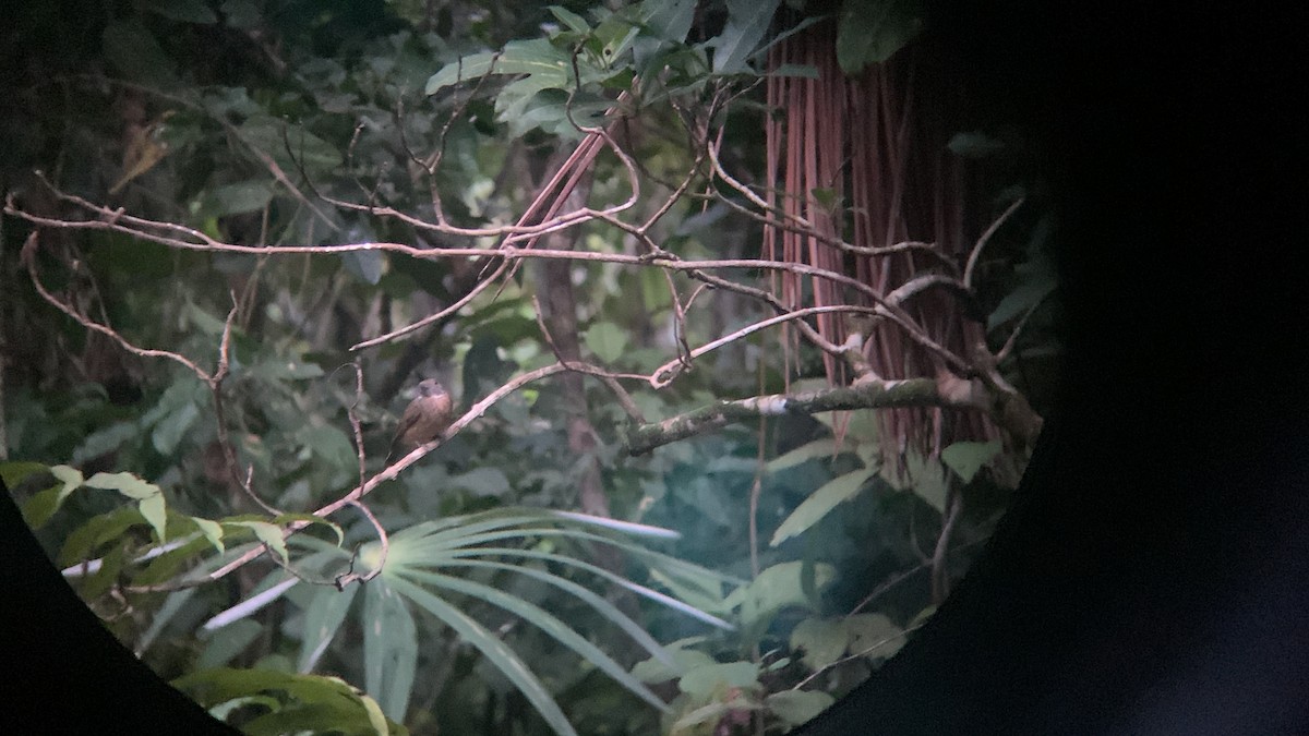 Orange-crowned Manakin - Vanessa Skelton