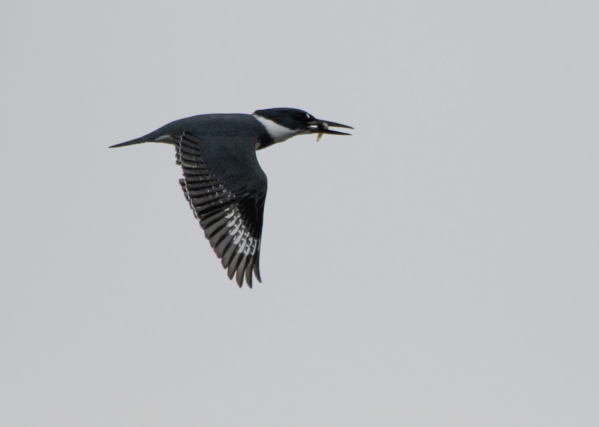 Belted Kingfisher - Jake Nafziger