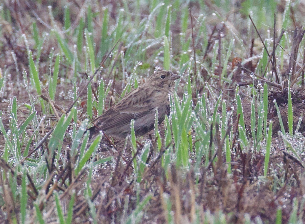 アカエリツメナガホオジロ - ML610754461