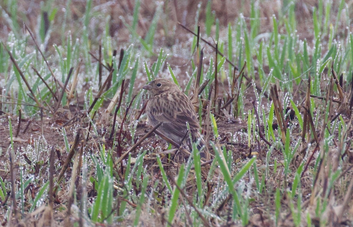 Chestnut-collared Longspur - Everett Clark