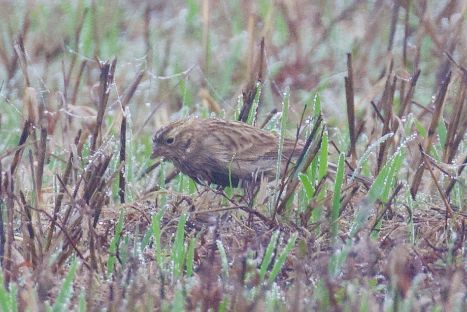 Chestnut-collared Longspur - ML610754473