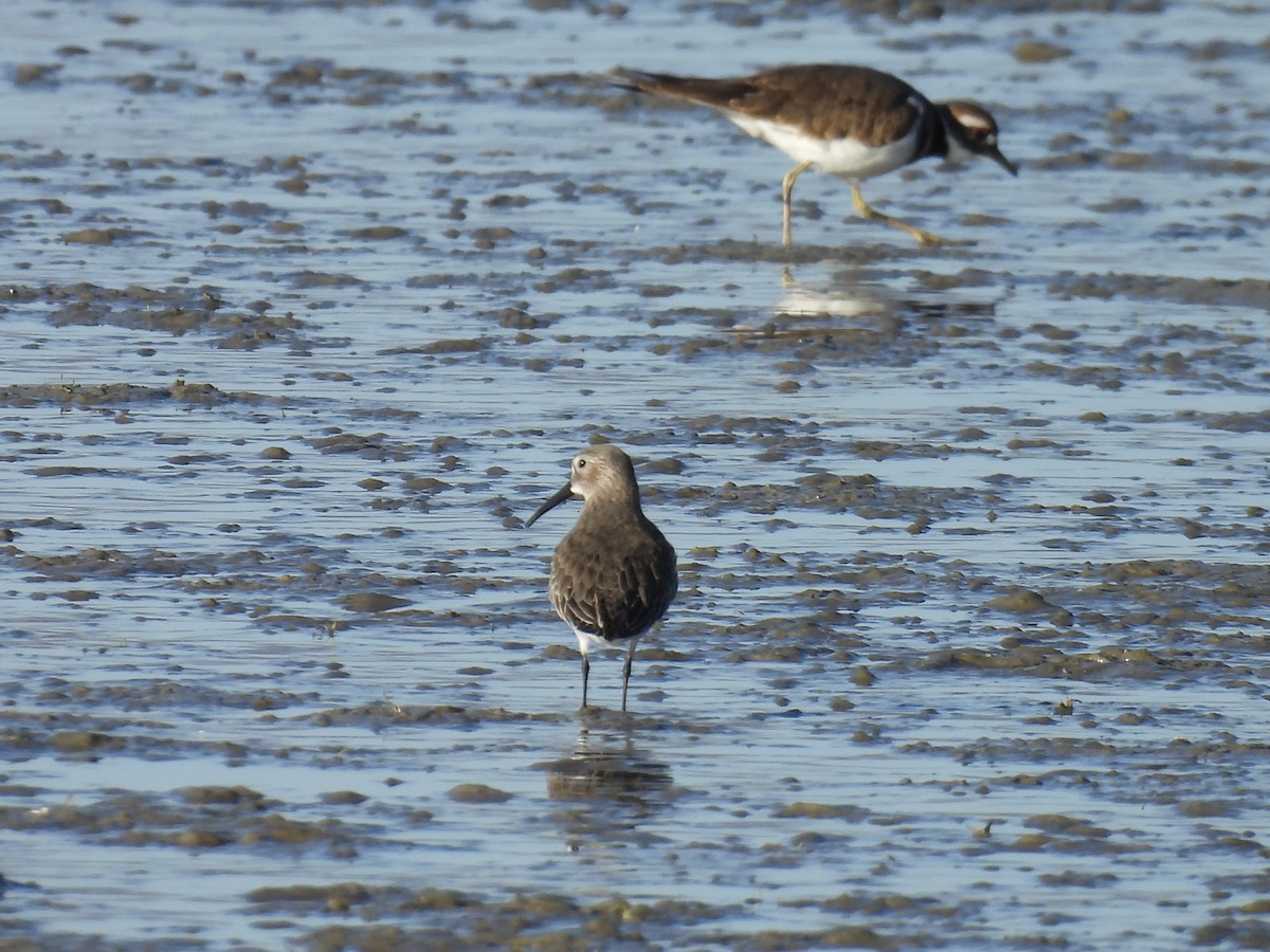 Dunlin - ML610754571