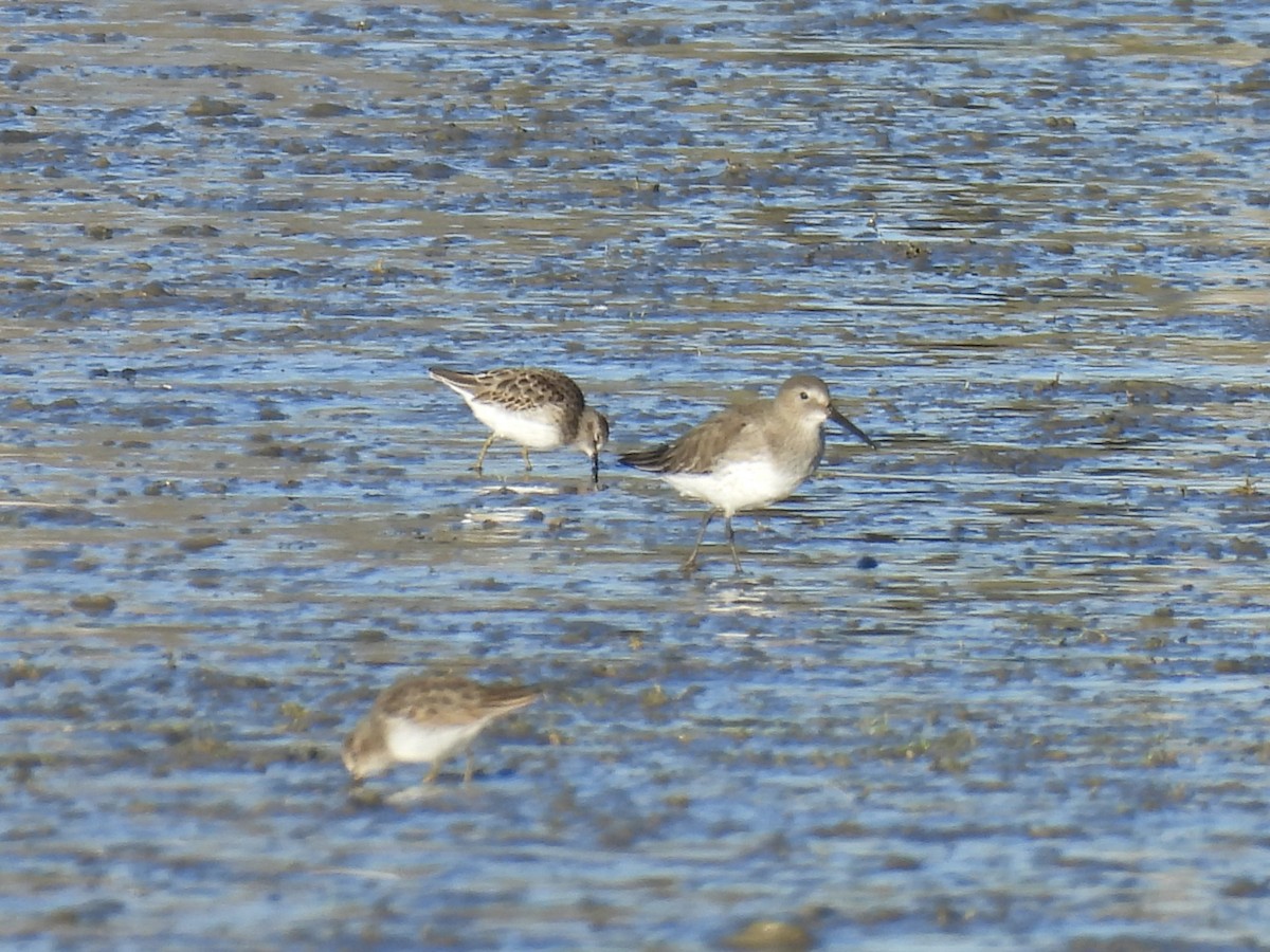 Dunlin - ML610754572