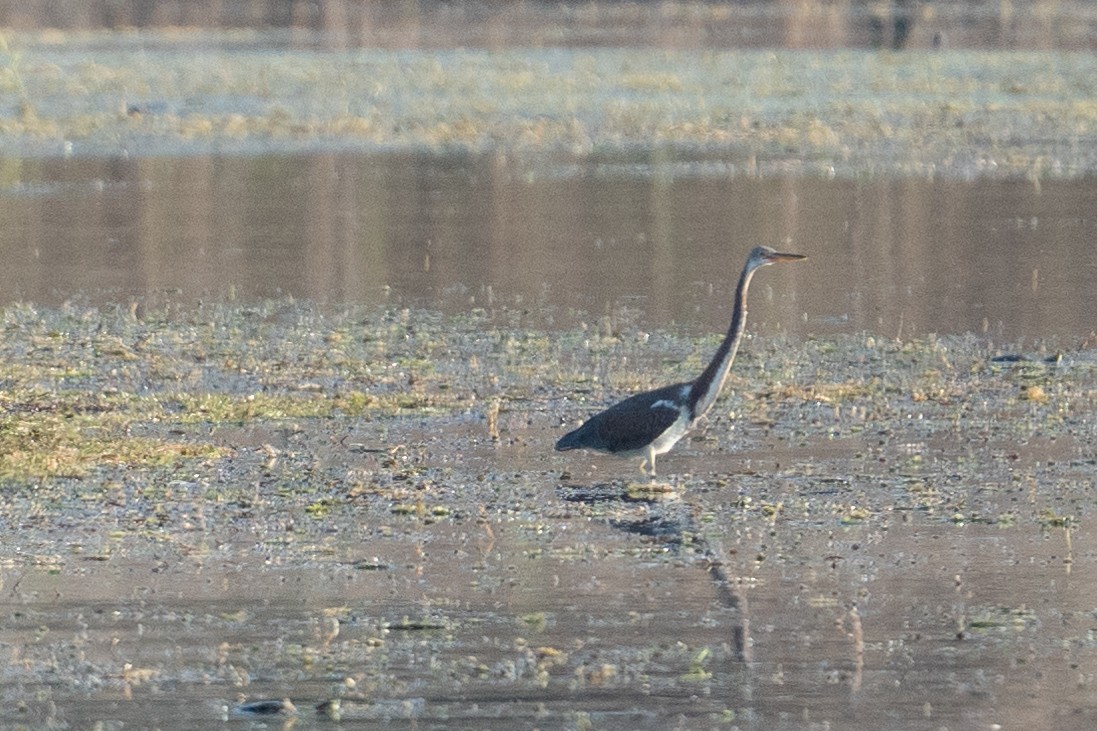 Tricolored Heron - ML610754573