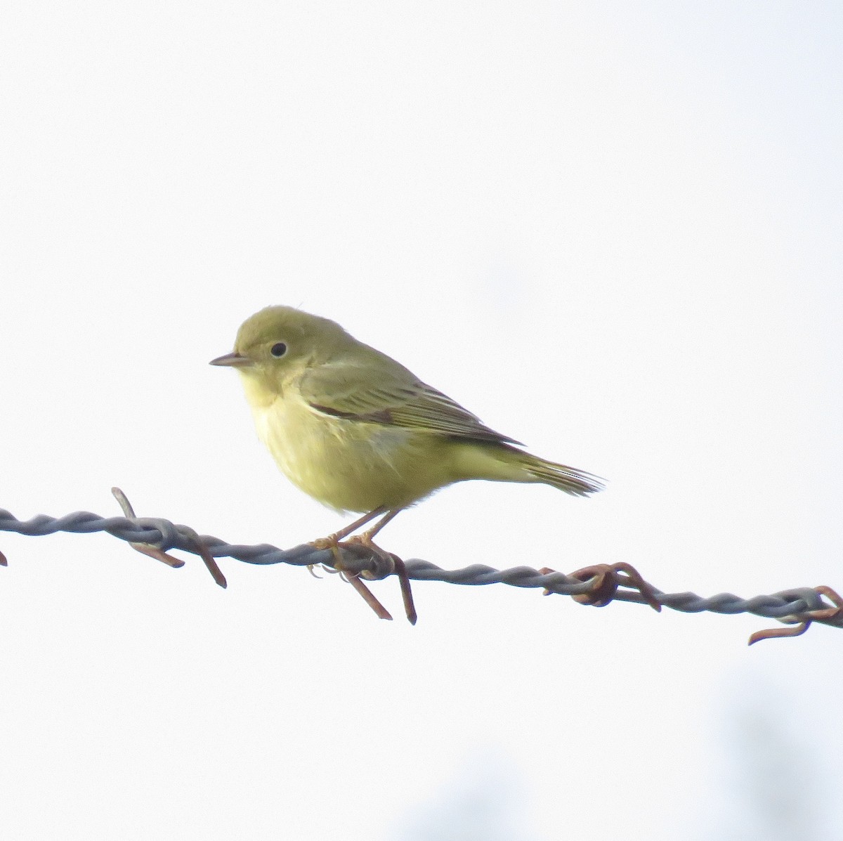 Yellow Warbler - ML610754577