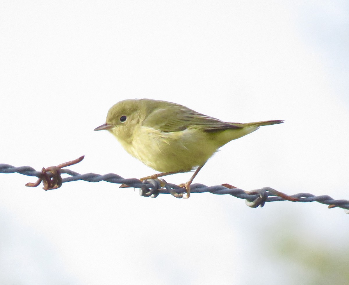 Yellow Warbler - Heydi Lopes