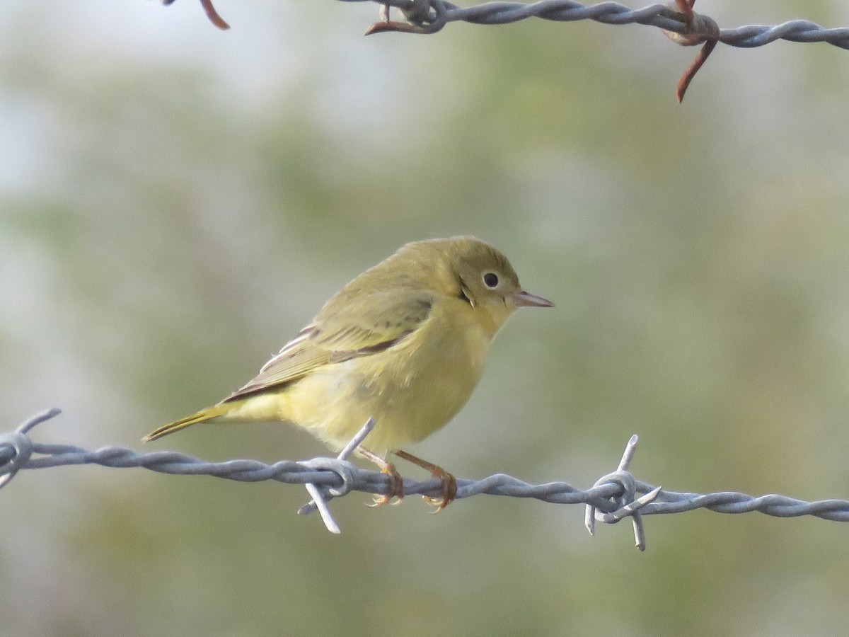 Yellow Warbler - Heydi Lopes