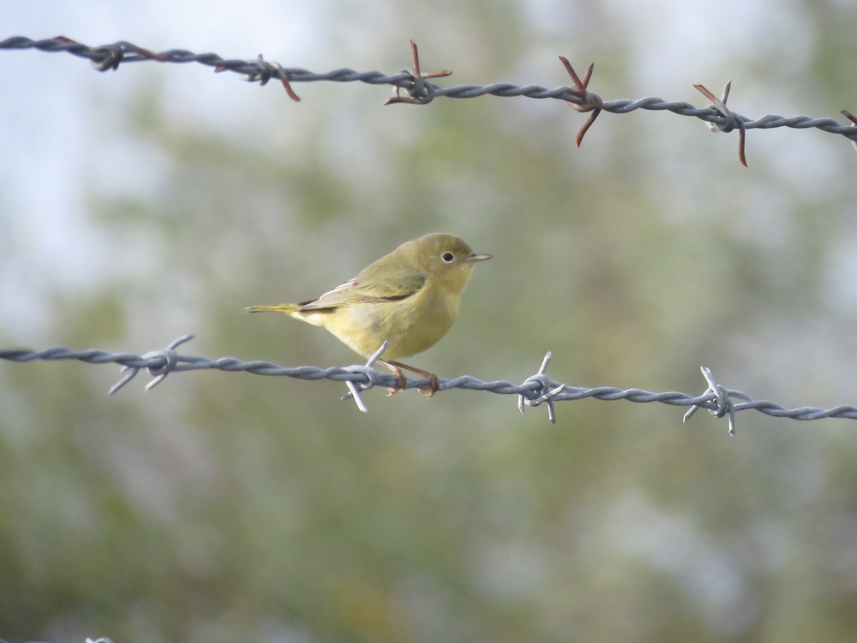 Yellow Warbler - Heydi Lopes