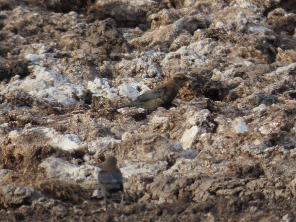 Rusty Blackbird - ML610754609