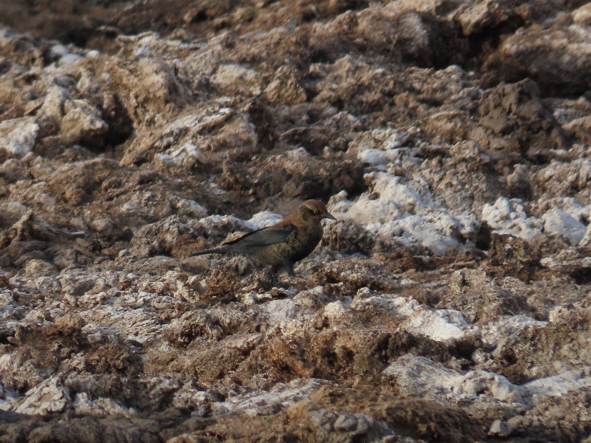 Rusty Blackbird - Eric Pratt