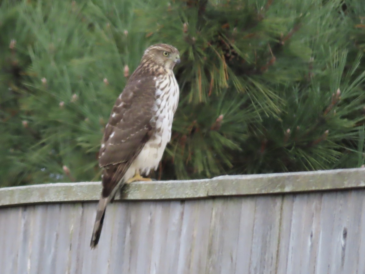 Cooper's Hawk - Marjorie Watson