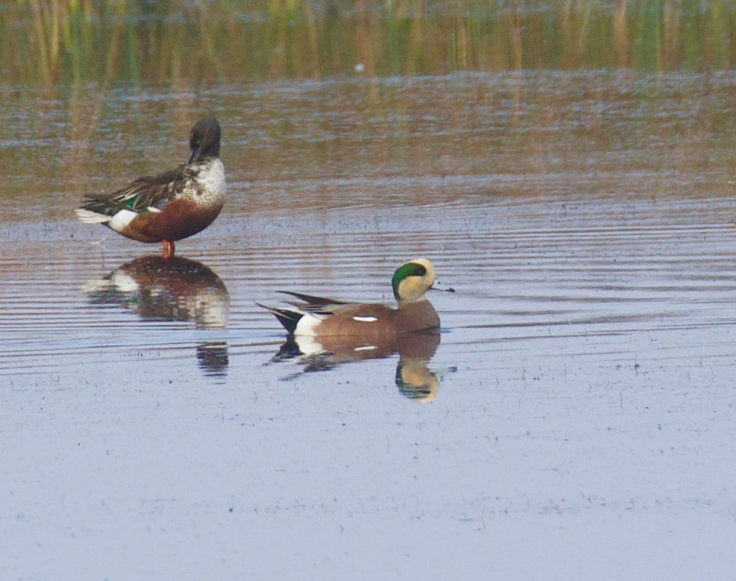 American Wigeon - ML610754769