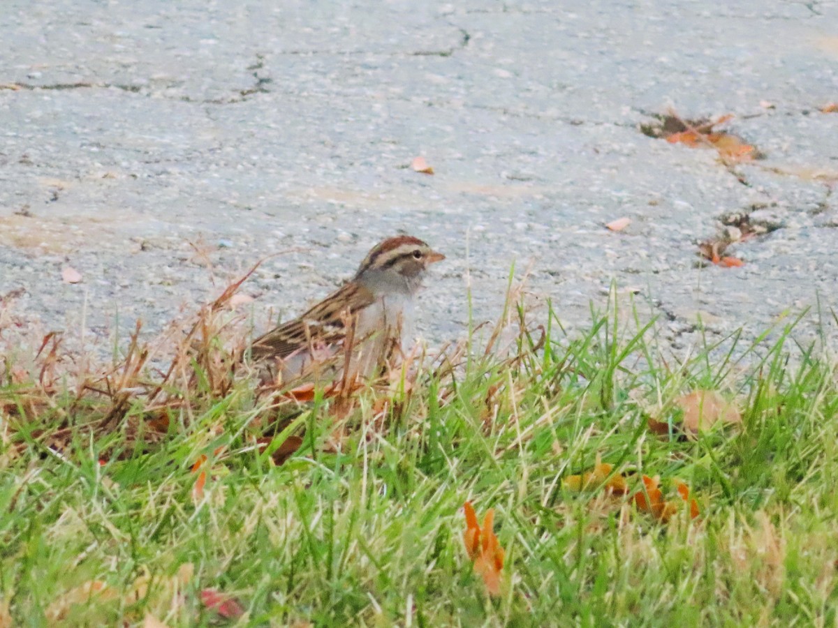 Chipping Sparrow - Shane Patterson