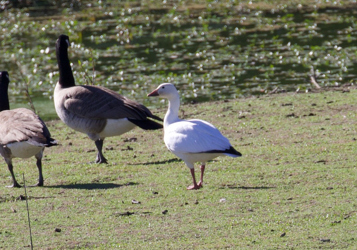 Snow Goose - ML610754853