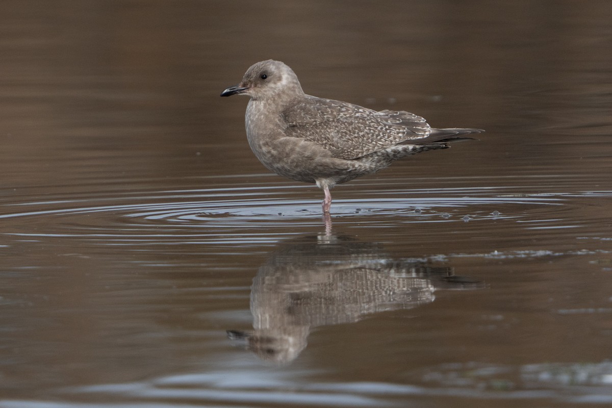 Iceland Gull - Darren Clark