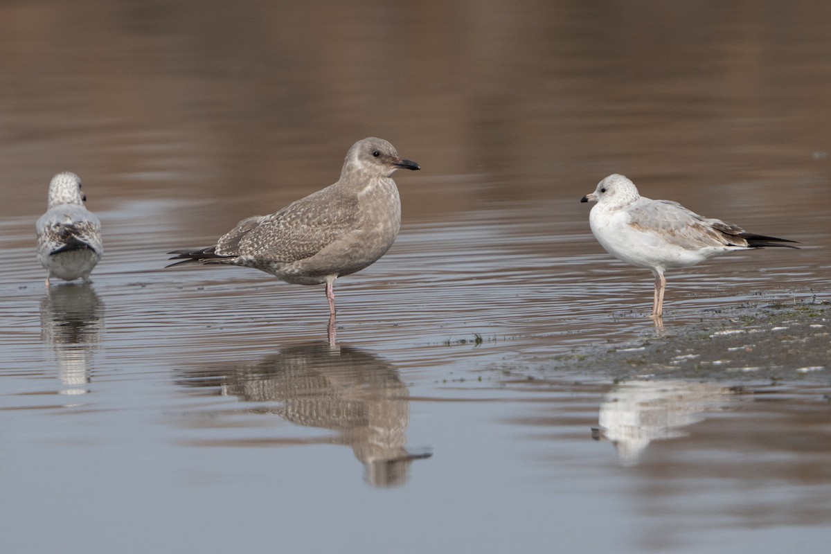 Gaviota Groenlandesa - ML610754971