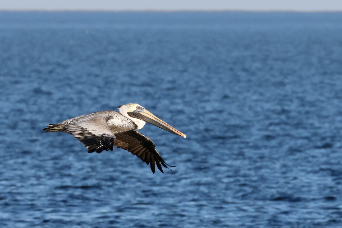 pelikán hnědý - ML610755177