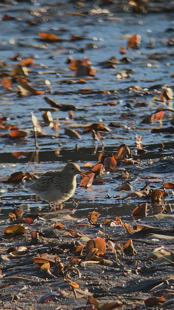 Pectoral Sandpiper - ML610755189