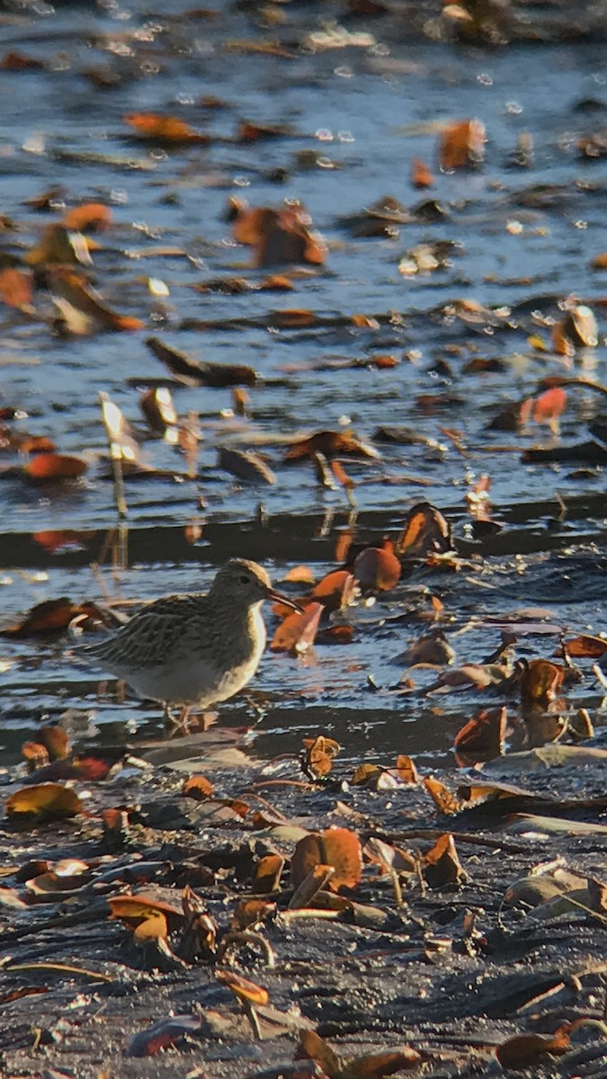 Bécasseau à poitrine cendrée - ML610755190