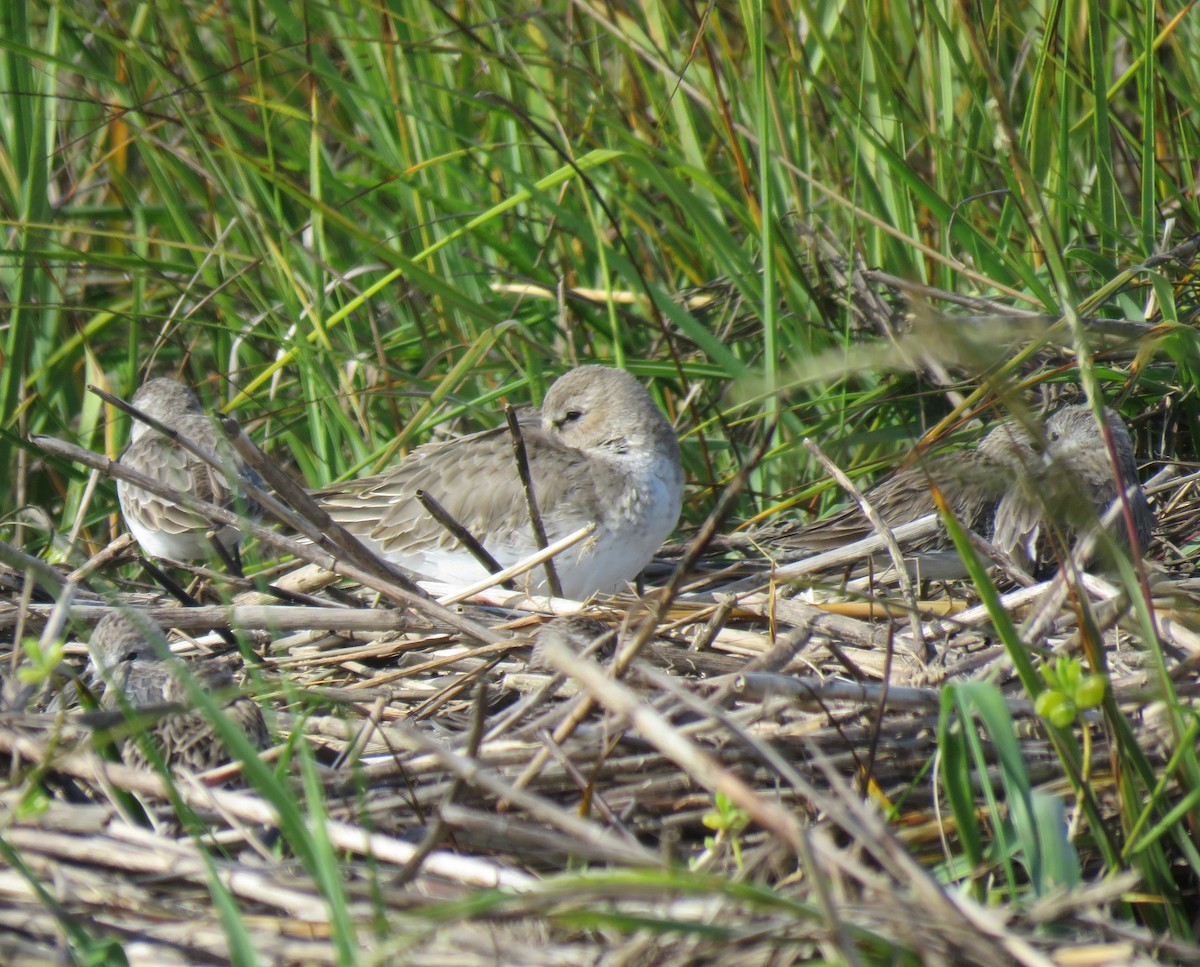 Dunlin - ML610755205