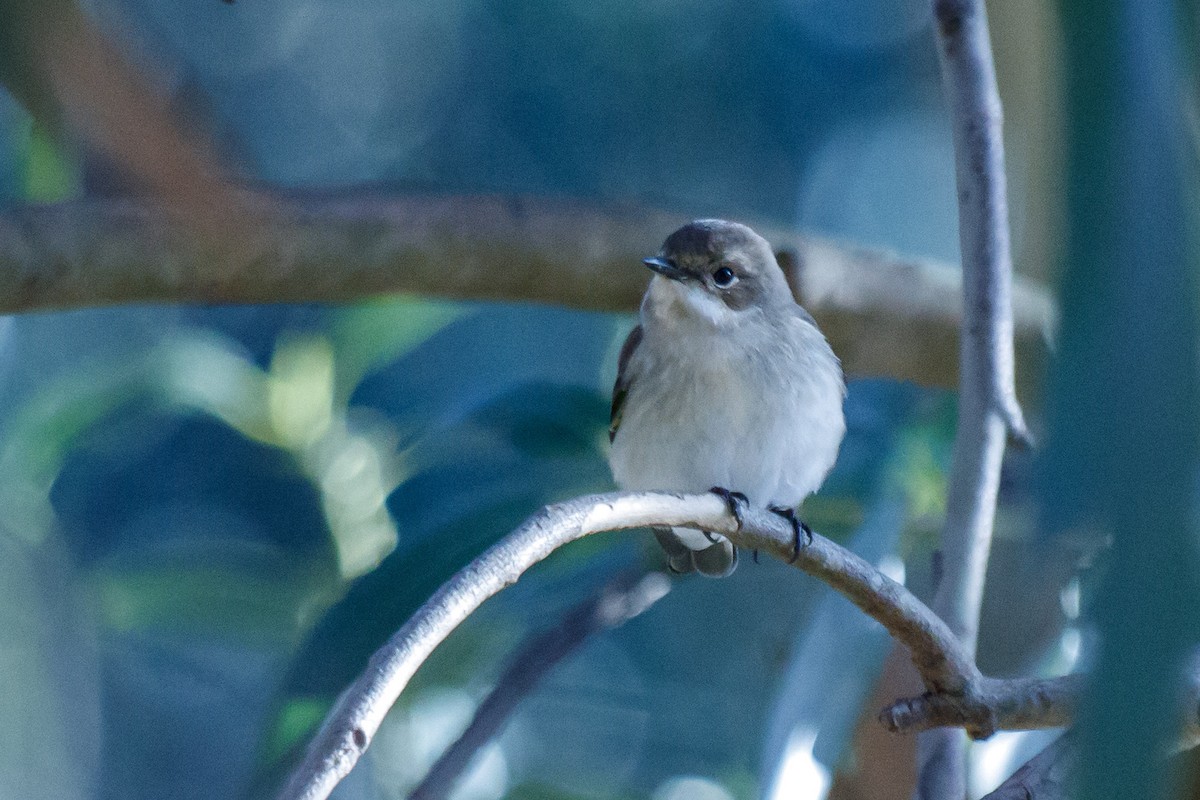 European Pied Flycatcher - ML610755206