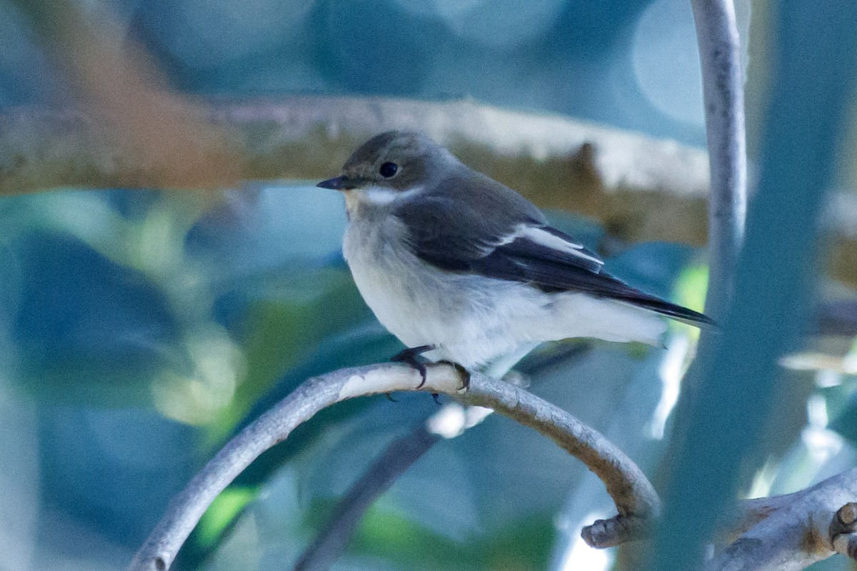 Balia nera - ML610755207