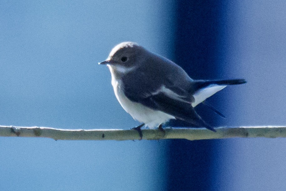 European Pied Flycatcher - Juno Toni