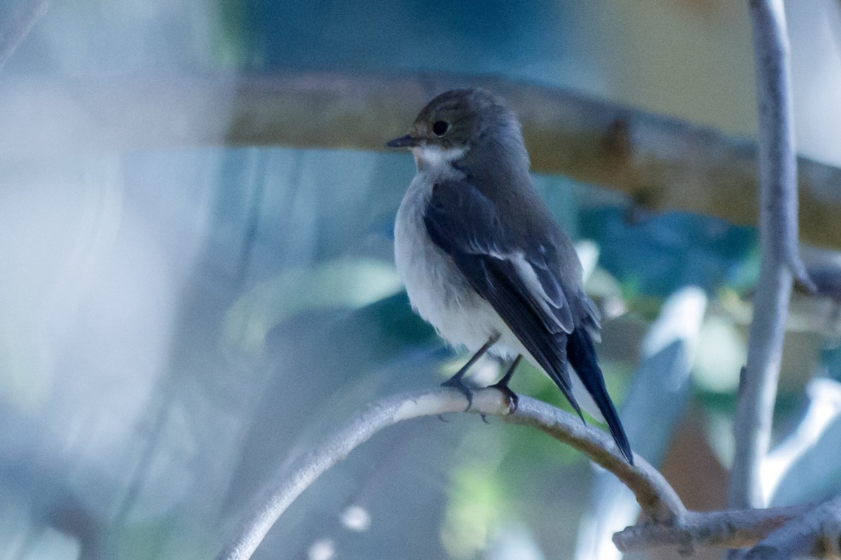 Balia nera - ML610755209