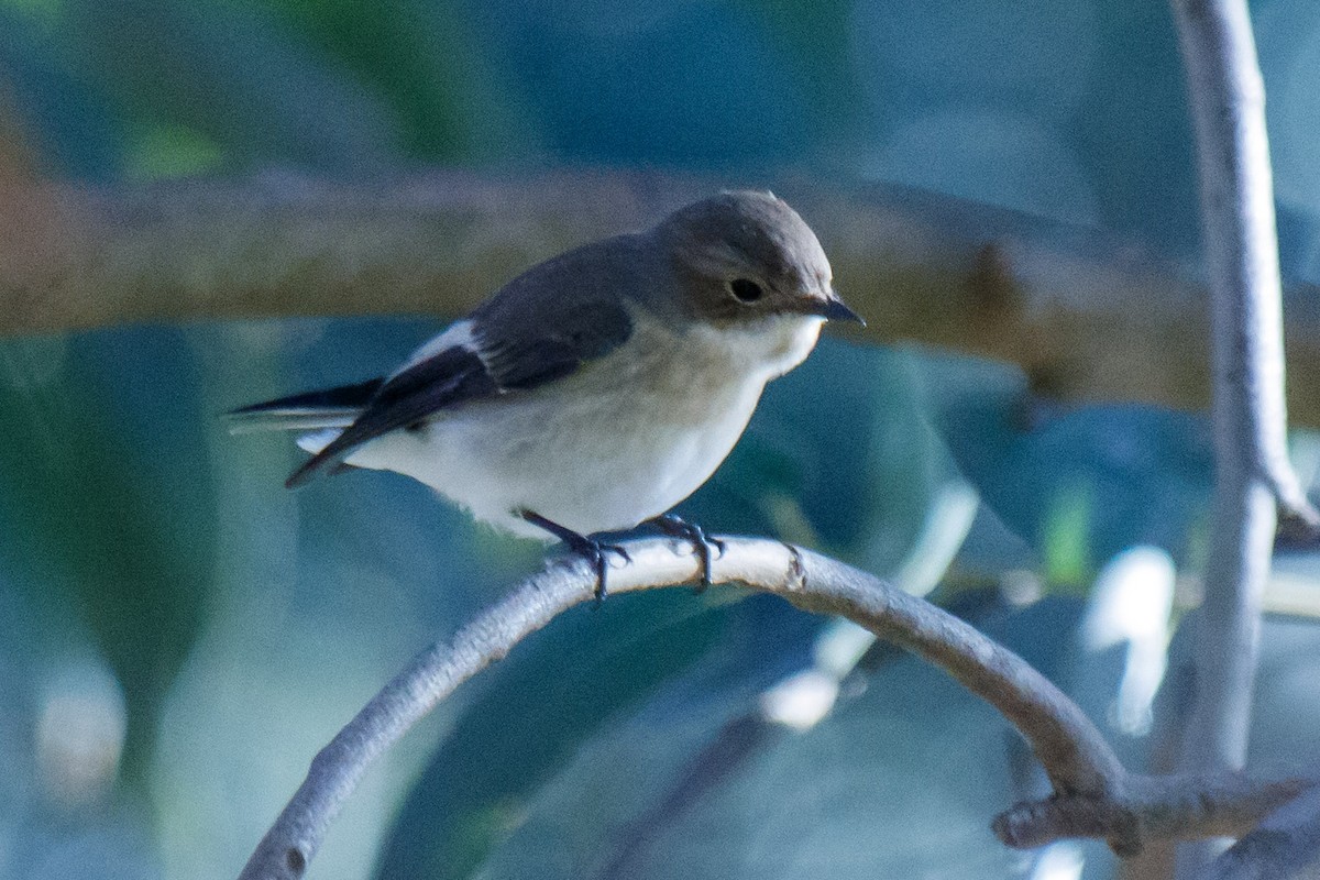 European Pied Flycatcher - ML610755210
