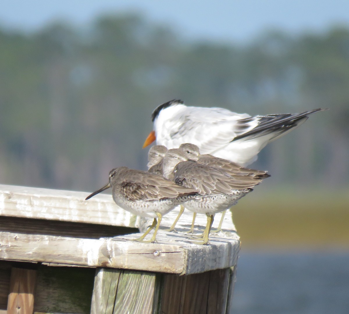 Short-billed Dowitcher - ML610755216