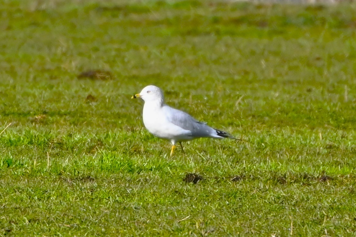 Ring-billed Gull - ML610755264