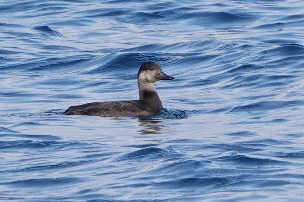 Black Scoter - ML610755322