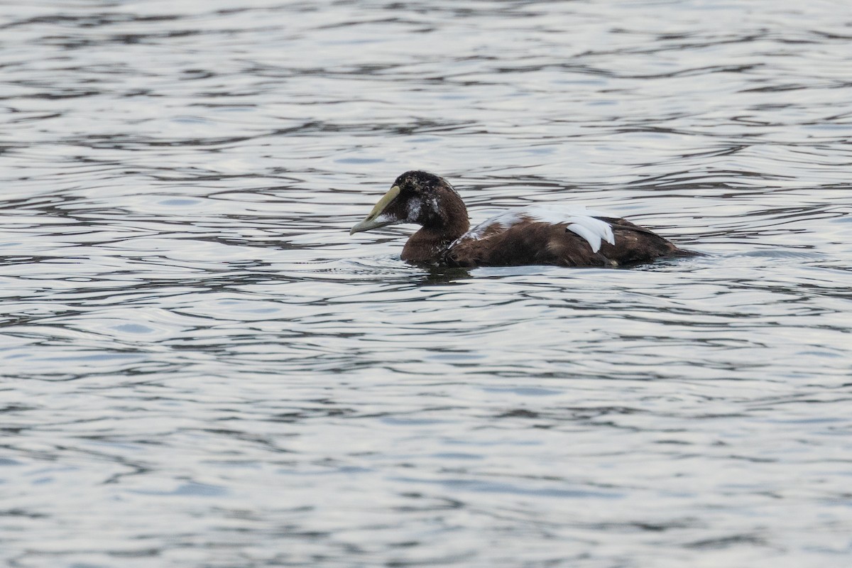 Common Eider - ML610755423