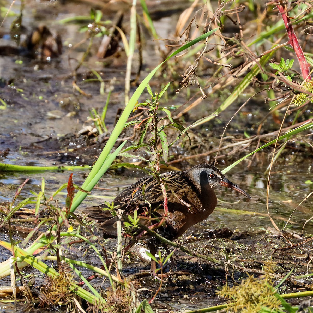 Virginia Rail - Sylvie Nadeau Gneckow