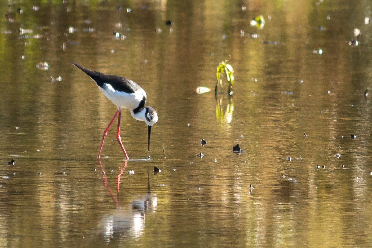 Black-necked Stilt - ML610755548