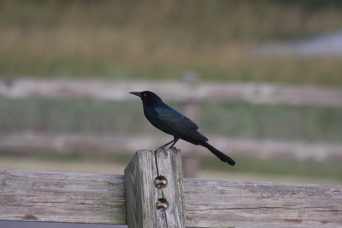 Boat-tailed Grackle (torreyi/alabamensis) - ML610755577