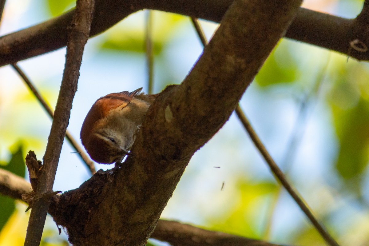 Rusty-backed Spinetail - ML610755593