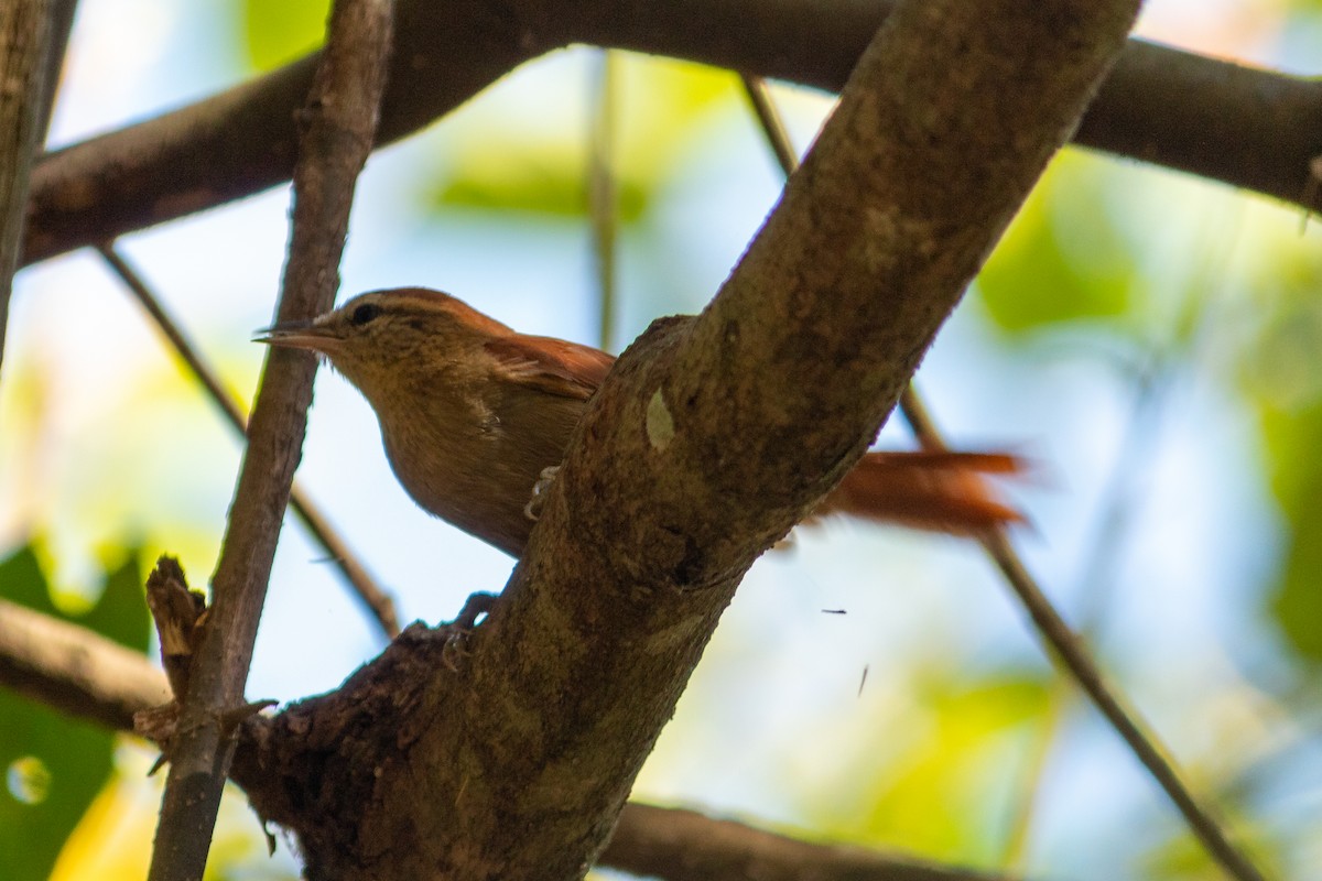 Rusty-backed Spinetail - ML610755594