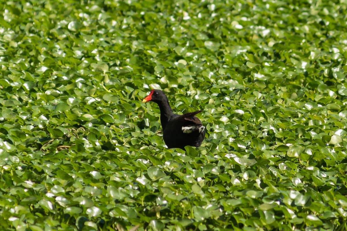 Wattled Jacana - ML610755606