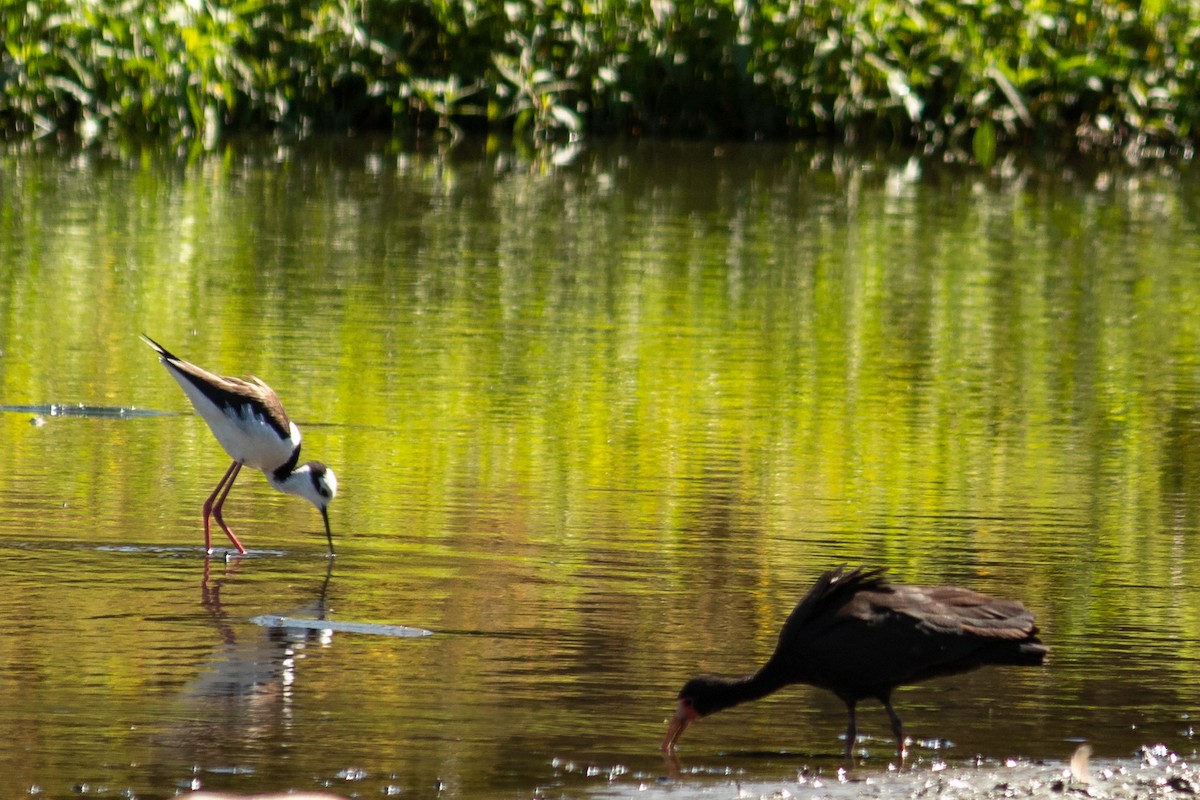 Ibis à face nue - ML610755649