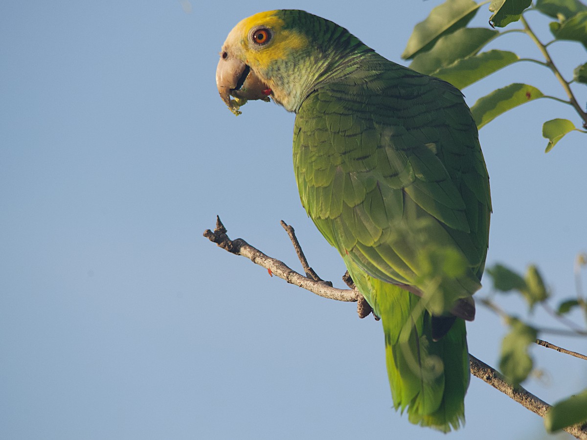 Yellow-shouldered Parrot - Michael Tromp