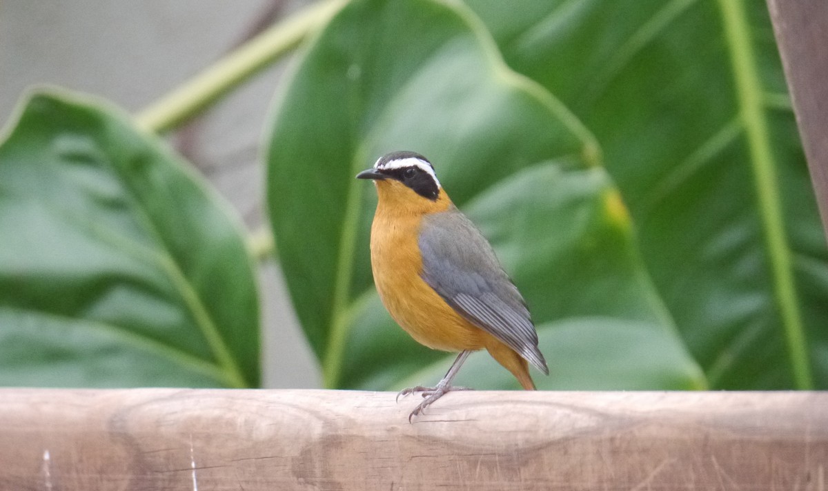 White-browed Robin-Chat - ML610755718