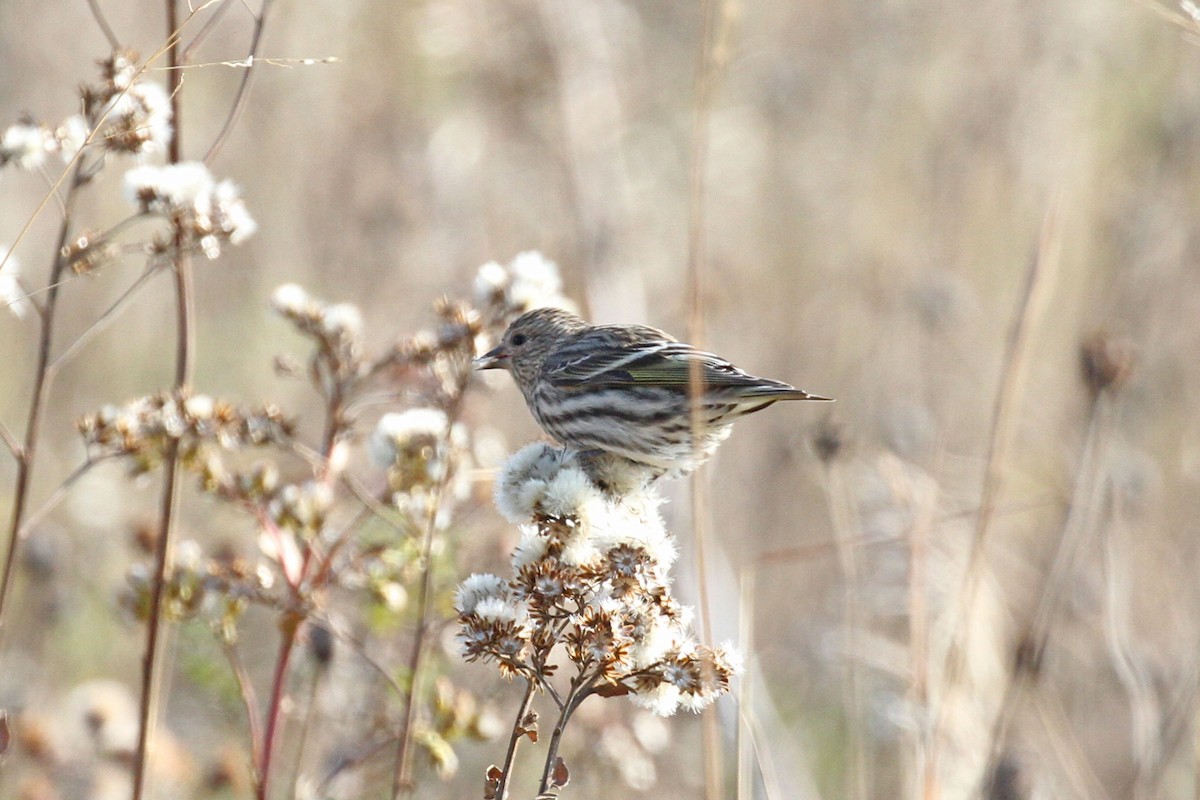 Pine Siskin - ML610755785