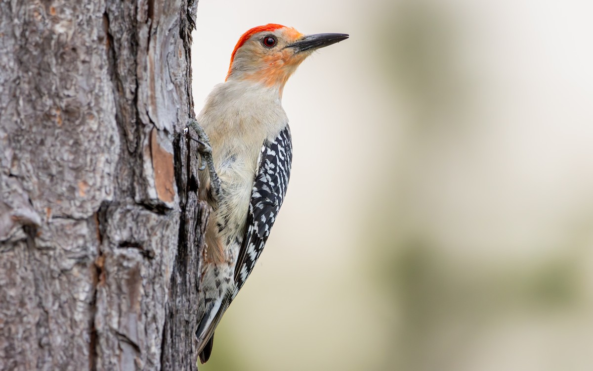 Red-bellied Woodpecker - ML610755797