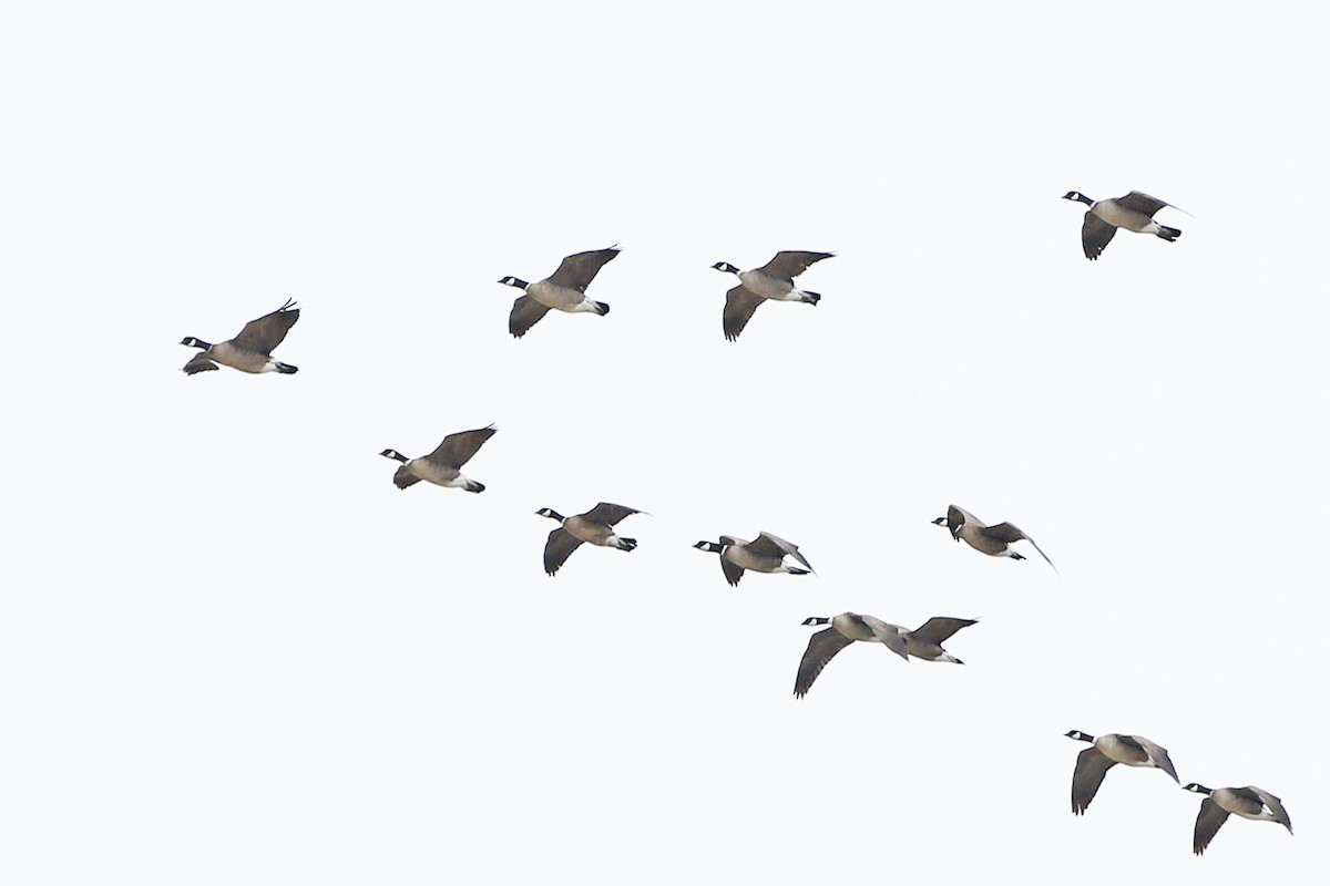 Cackling Goose (Aleutian) - ML61075581
