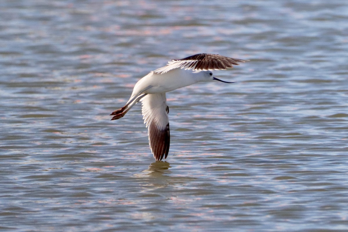 American Avocet - ML610755970