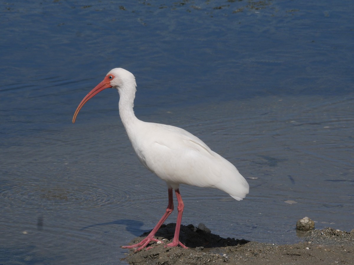 White Ibis - ML610755994