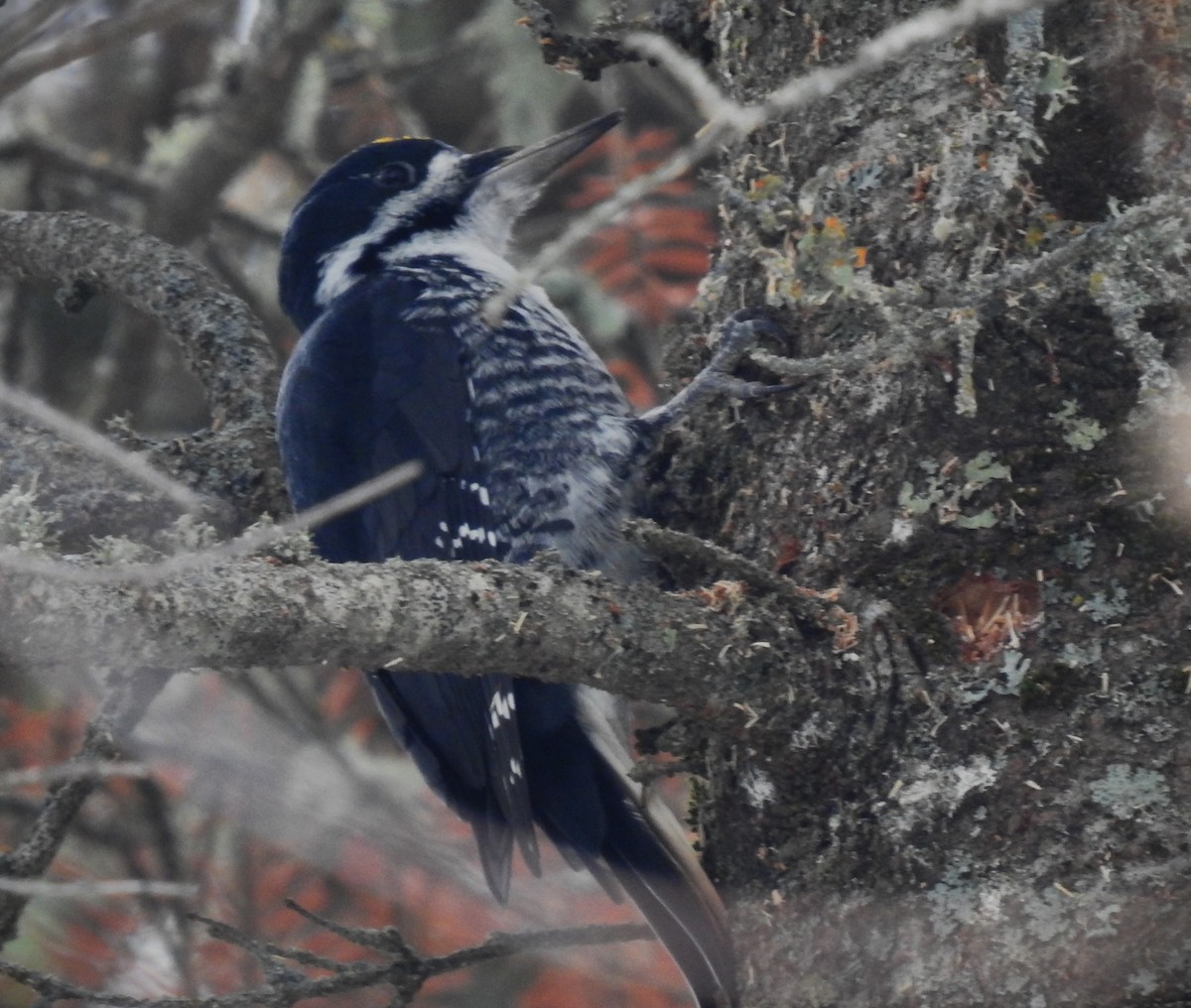 Black-backed Woodpecker - Ben Ginter